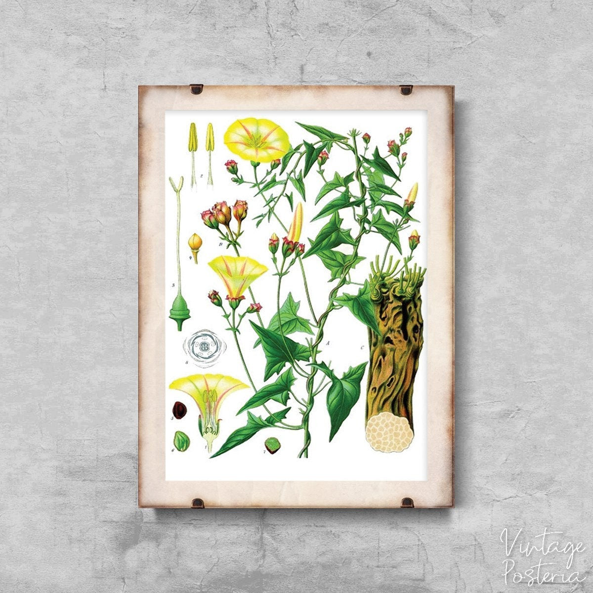  Vintage Botanical Princonvolvulus Scammonia Vintage Poster, Vintage Wall Decoration, Flower Art Print, Floral Art