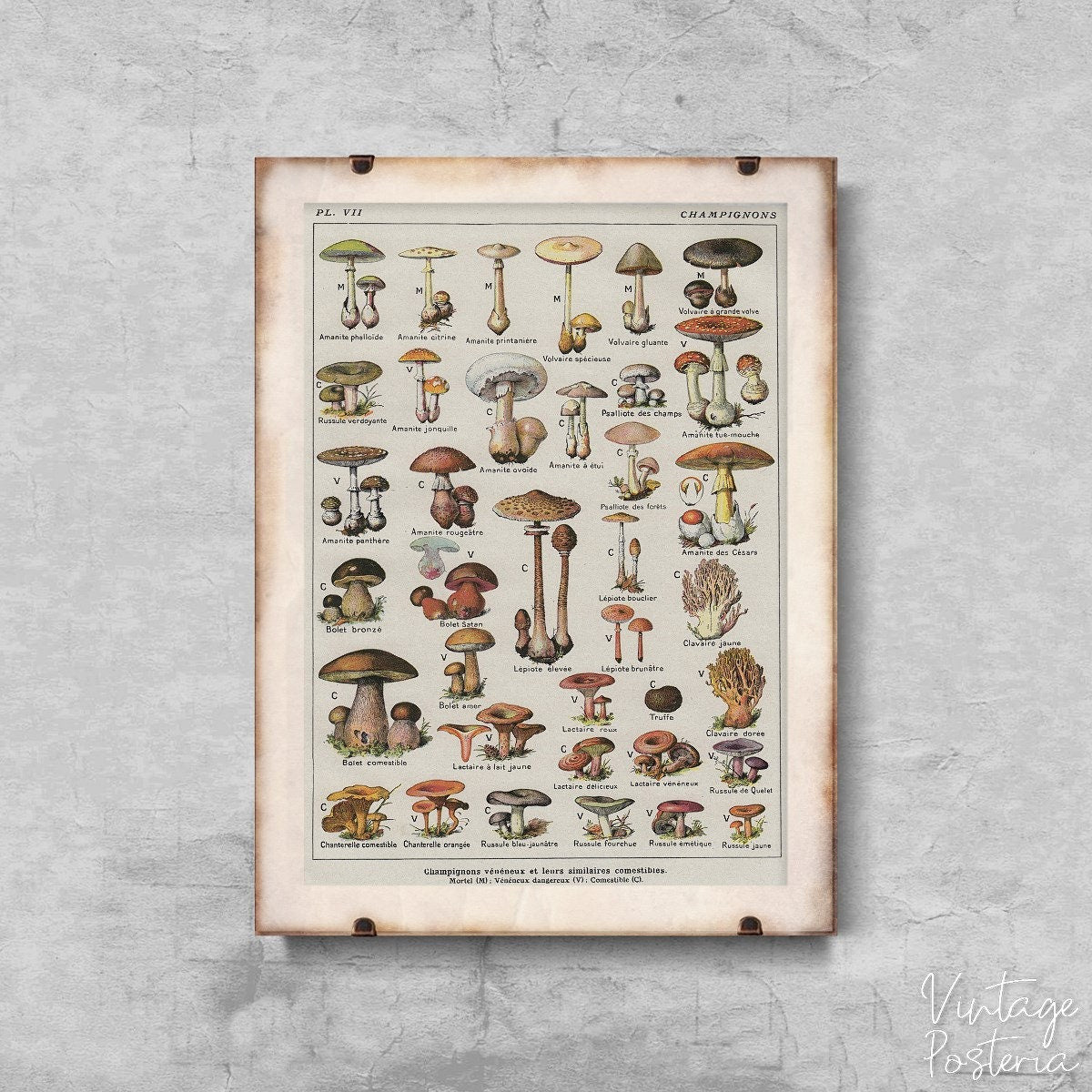  Vintage Botanical Print Mushrooms Science Champignons Vintage Poster, Aesthetic Wall Hangings, Vintage Botanical, Plants Wall Decor