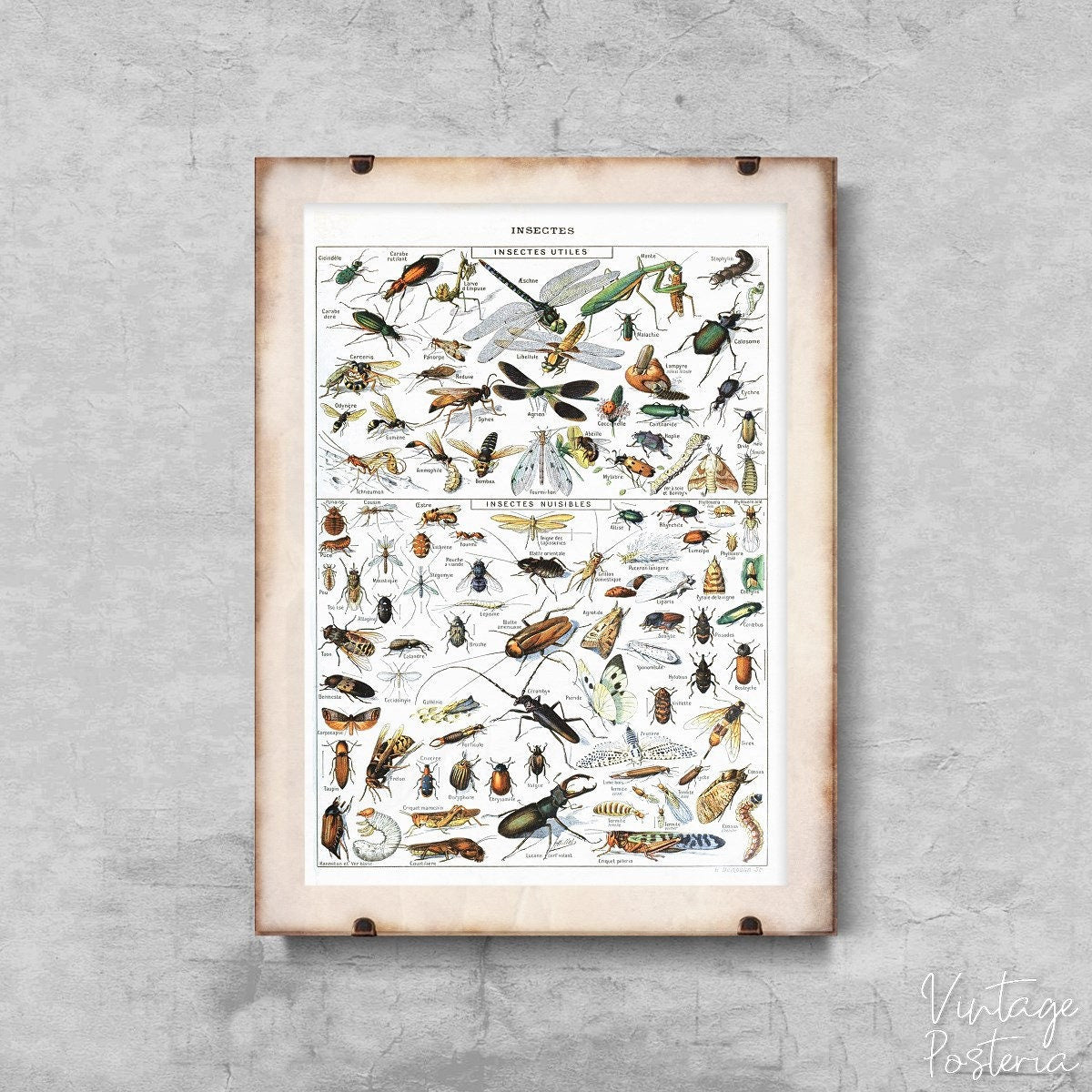  Vintage Insects Science Print Adolphe Millot Vintage Poster, Vintage Wall Art, Botanical Art, Flowery Decor