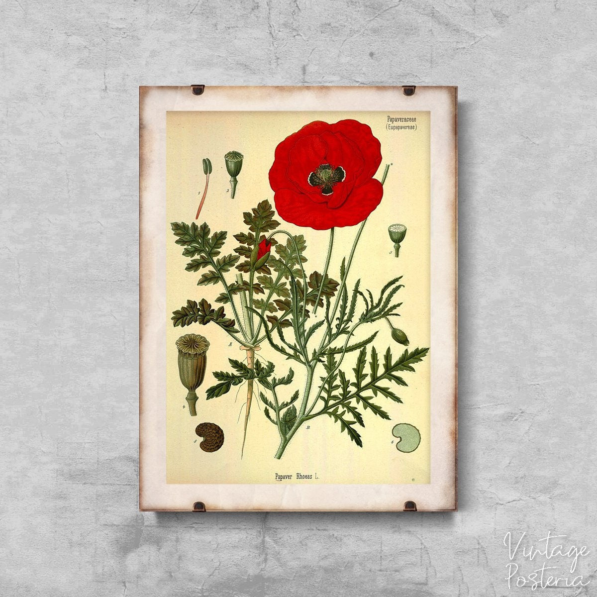  Vintage Botanical Print Red Poppy Vintage Poster, Vintage Poster, Vintage Flower, Flora Wall Decor