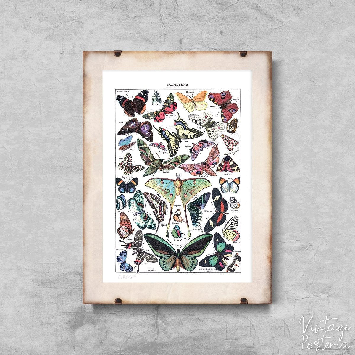  Vintage Botanical Print Butterfly Adolphe Millot Papillons Vintage Poster, Artistic Poster, Botanical Prints, Bush Wall Print