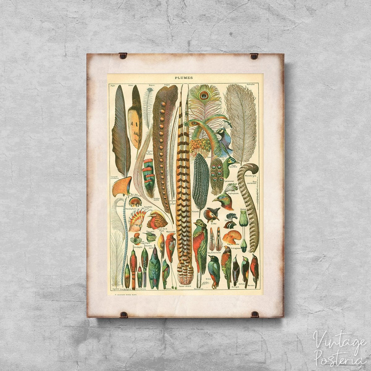  Vintage Feather Print Plumes Adolphe Millot Vintage Poster, Vintage Wall Art, Garden Wall Art, Bush Wall Print 