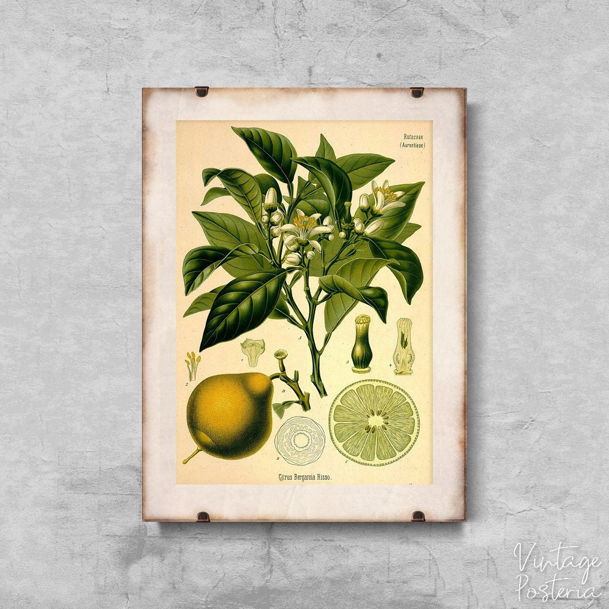  Bergamote Orange Risso Vintage Poster, Vintage Print, Flower Art Print, Bush Wall Print