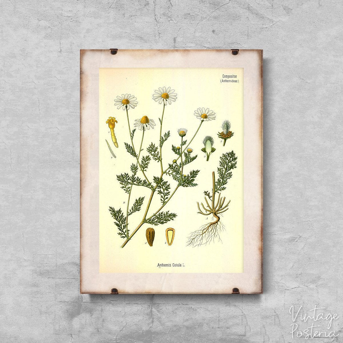  Stinking Chamomile Botanical Vintage Poster, Illustration Print, Garden Wall Art, Flora Wall Decor