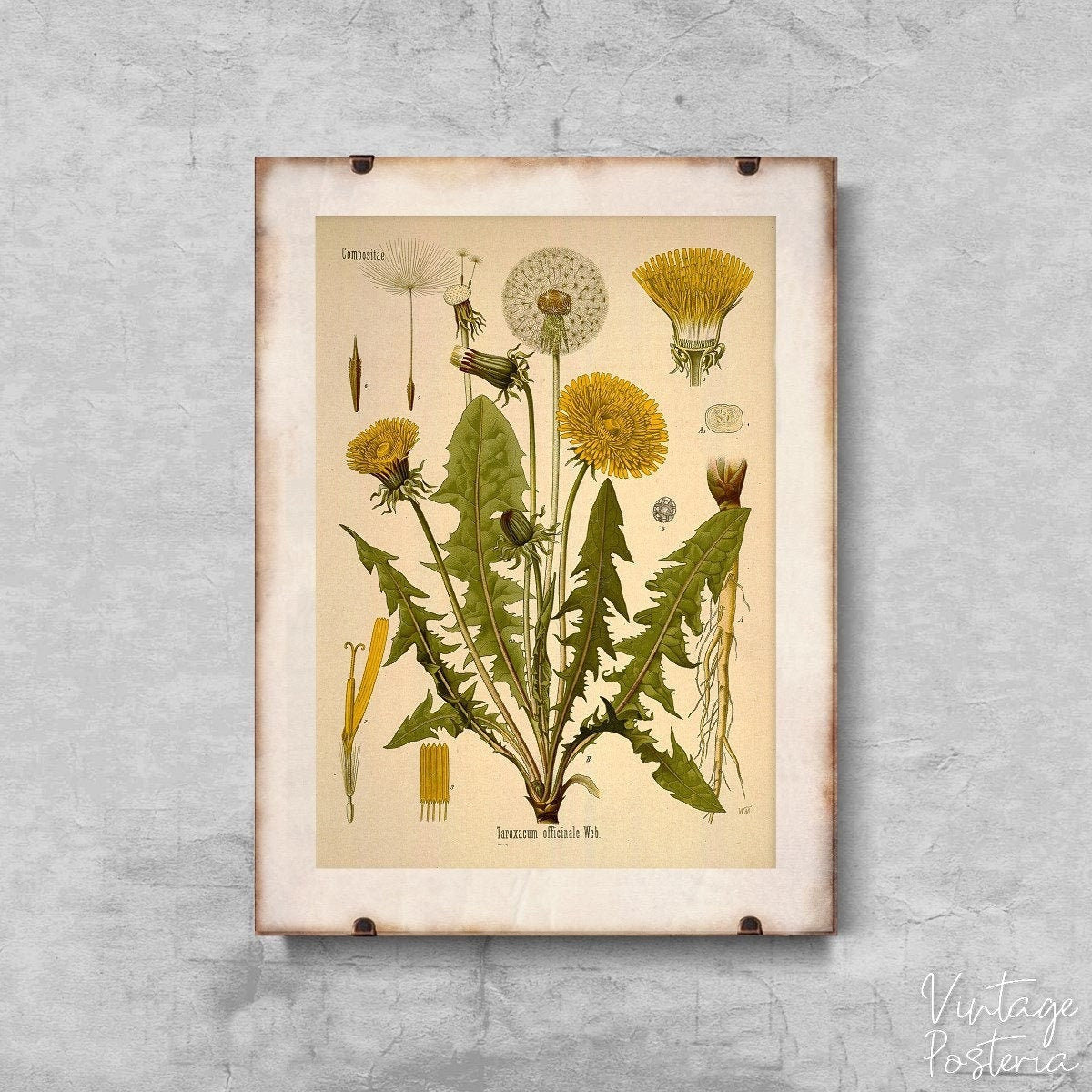  Teraxacum Officinale Dandelion Print Vintage Poster, Wall Hanging, Flower Art, Bush Wall Print