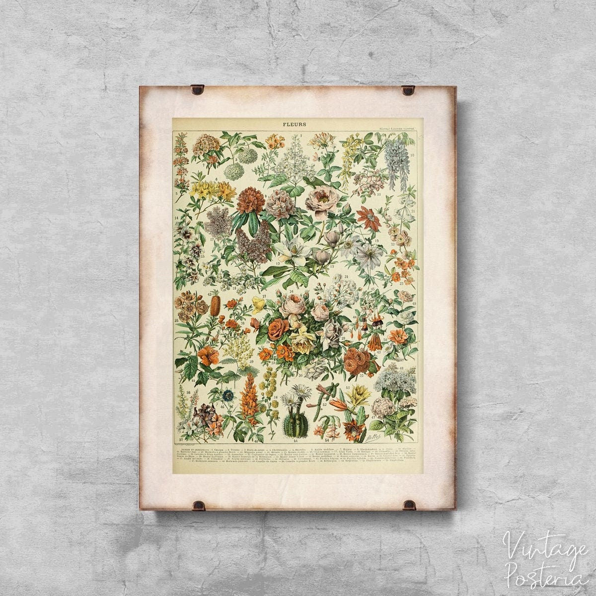  Vintage Fleurs Print Adolphe Millot Vintage Poster, Vintage Wall Art, Flower Wall Art, Floral Illustration